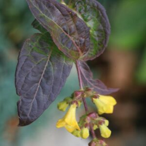 Leycesteria crocothyrsos