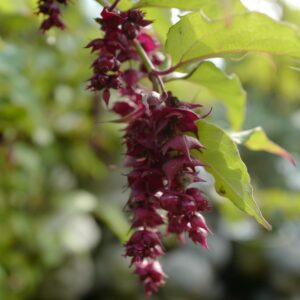 Leycesteria formosa