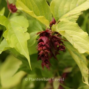 Leycesteria formosa 'Notbruce' (GOLDEN LANTERN)