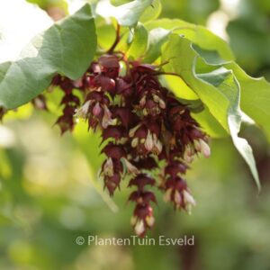 Leycesteria formosa 'Purple Rain'