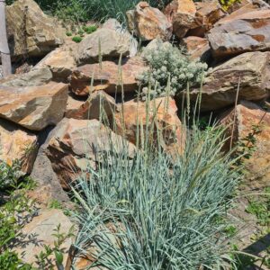 Leymus arenarius 'Blue Dune'