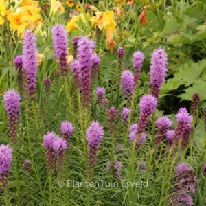 Liatris spicata 'Kobold'
