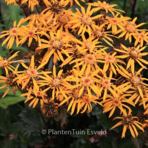 Ligularia 'Osiris Fantaisie'