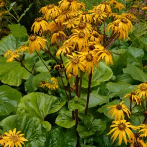 Ligularia dentata
