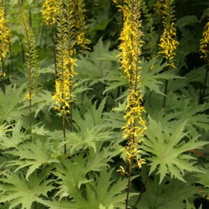 Ligularia przewalskii