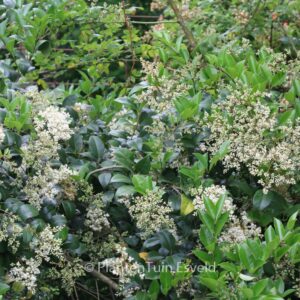 Ligustrum japonicum