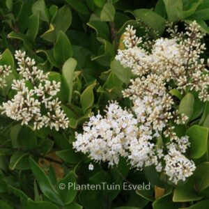Ligustrum japonicum 'Texanum'