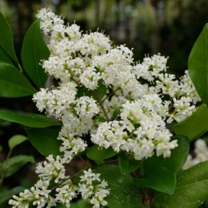 Ligustrum lucidum