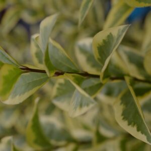 Ligustrum ovalifolium 'Aureum'