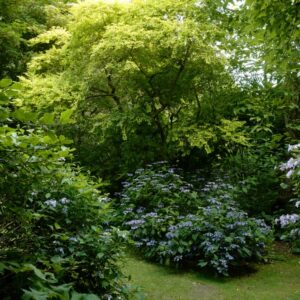 Ligustrum ovalifolium 'Lemon and Lime'