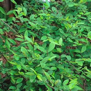 Ligustrum tschonoskii