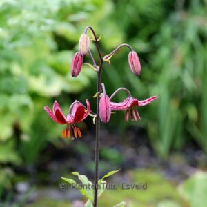Lilium 'Claude Shride'