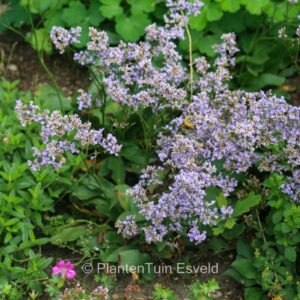 Limonium latifolium 'The Butler'