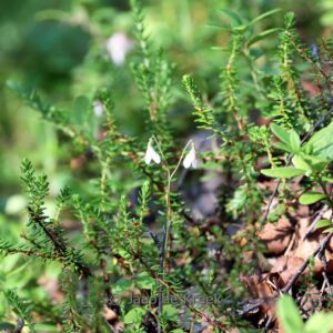 Linnaea borealis