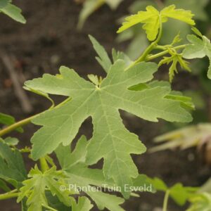 Liquidambar orientalis 'M. Foster'