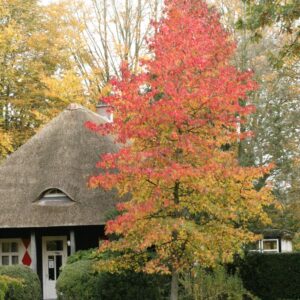 Liquidambar styraciflua