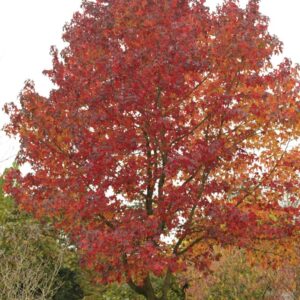 Liquidambar styraciflua 'Aurora'