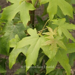 Liquidambar styraciflua 'Autumn Color Globe'