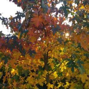 Liquidambar styraciflua 'Black Parking'