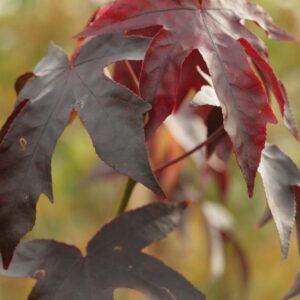 Liquidambar styraciflua 'Dark Autumn'