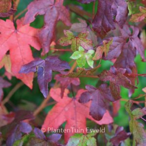 Liquidambar styraciflua 'Golden Sun'