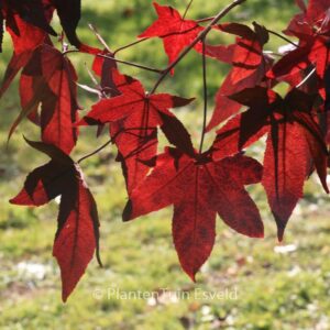Liquidambar styraciflua 'Kia'