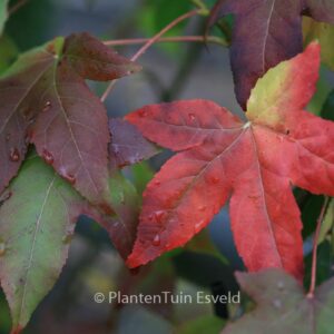 Liquidambar styraciflua 'Moonbeam'