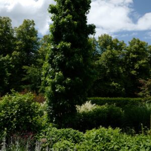 Liquidambar styraciflua 'Paarl'