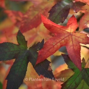 Liquidambar styraciflua 'Palo Alto'