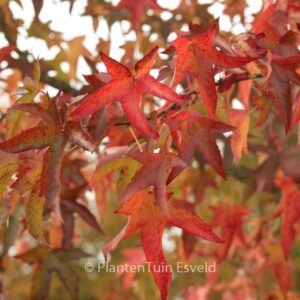 Liquidambar styraciflua 'Pendula'