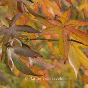 Liquidambar styraciflua 'Roemer 4' (FAME FOREVER)