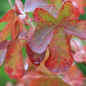 Liquidambar styraciflua 'Rotundiloba'