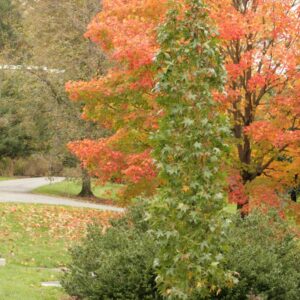 Liquidambar styraciflua 'Slender Silhouet'