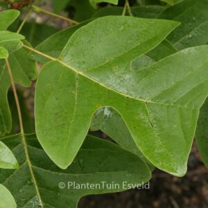 Liriodendron chinense