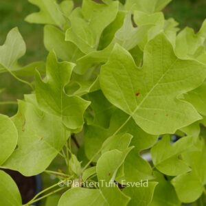Liriodendron tulipifera 'Edward Gursztyn'