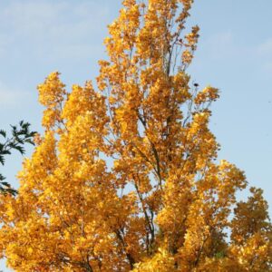 Liriodendron tulipifera 'Fastigiatum'