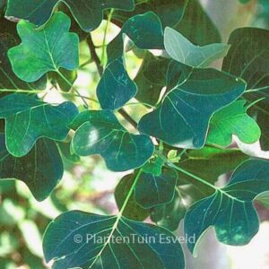 Liriodendron tulipifera 'Roothaan'