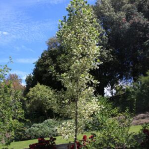 Liriodendron tulipifera 'Snow Bird'