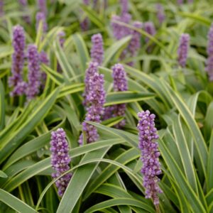 Liriope muscari 'Gold Banded'