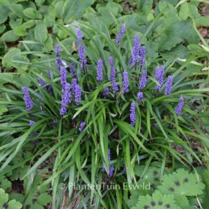 Liriope muscari 'Moneymaker'