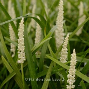Liriope muscari 'Monroe White'