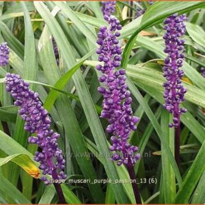 Liriope muscari 'Purple Passion'