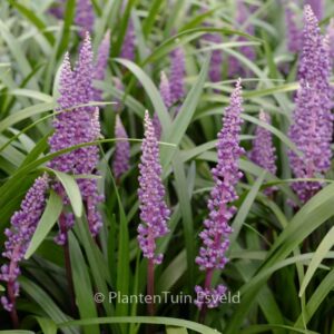 Liriope muscari 'Royal Purple'