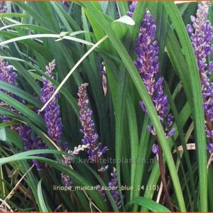 Liriope muscari 'Super Blue'