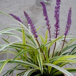 Liriope muscari 'Variegata'