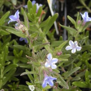 Lithodora diffusa 'Star'