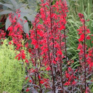 Lobelia 'Queen Victoria'