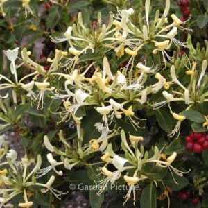 Lonicera 'Honey Baby'