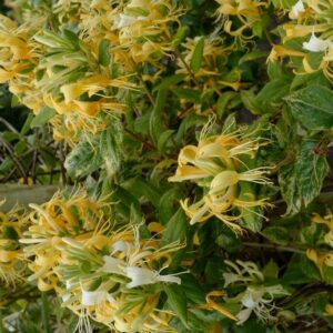 Lonicera 'Sandra'