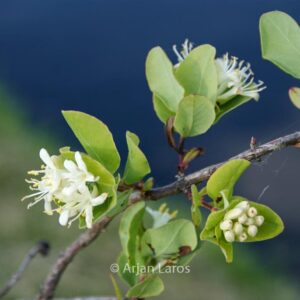 Lonicera albiflora